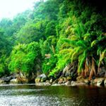 Amazon Rainforest