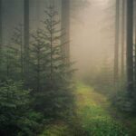 Black Forest