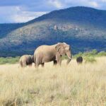 Pilanesberg
